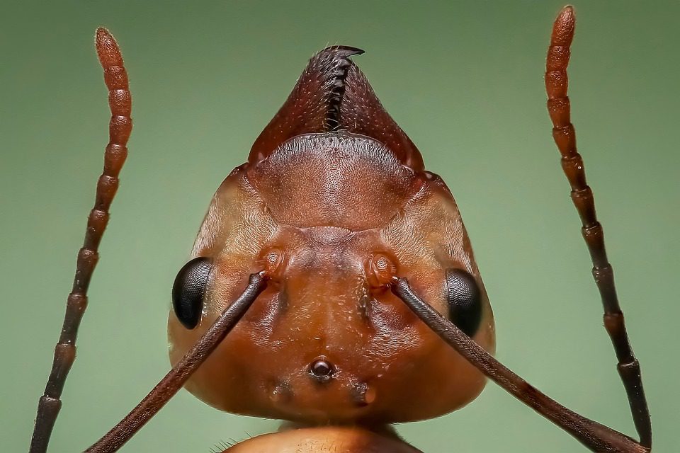 Tête de fourmi