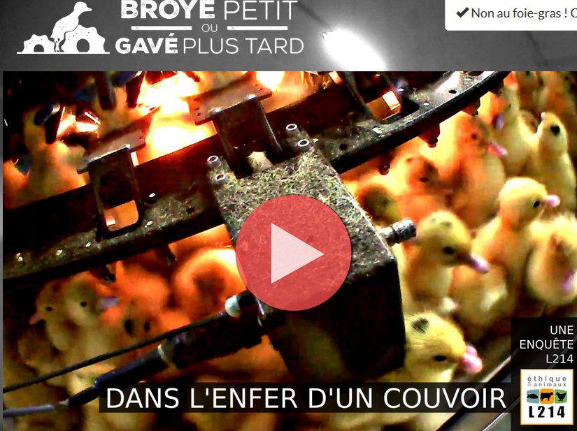 Foie gras : l’atroce vidéo du calvaire des canetons