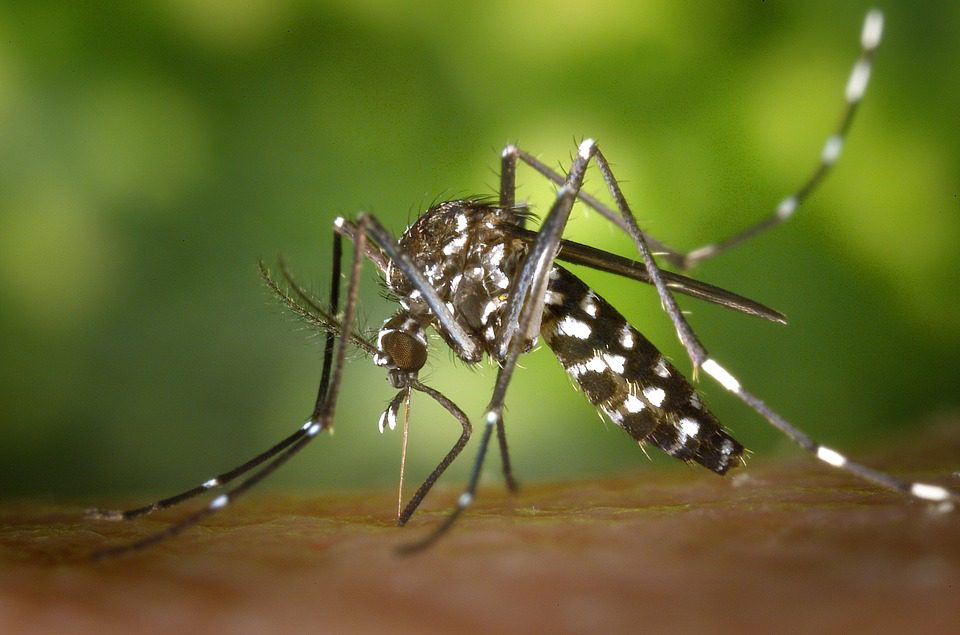 L’offensive estivale du moustique tigre a déjà commencé : comment éviter ce nuisible qui veut avoir notre peau ?