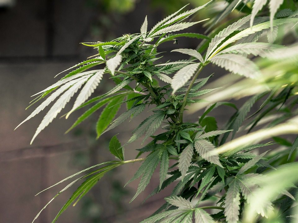 Le Canada en phase d’être le premier pays du G7 à légaliser le cannabis en 2016