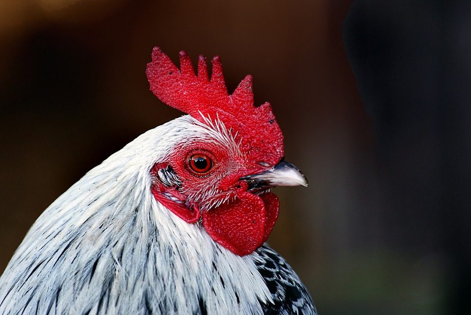 Un marchand de volailles a succombé à la grippe aviaire en Chine