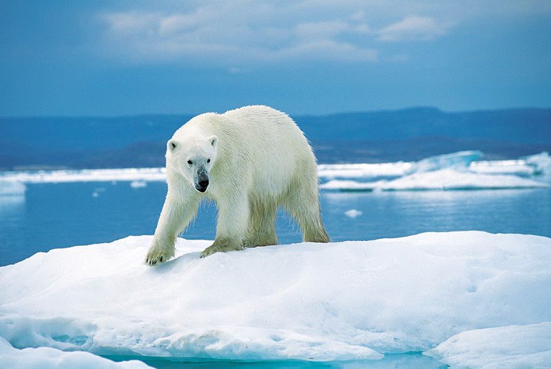 Le Pôle Nord est victime d’un problème avec des températures de plus de 0 degré
