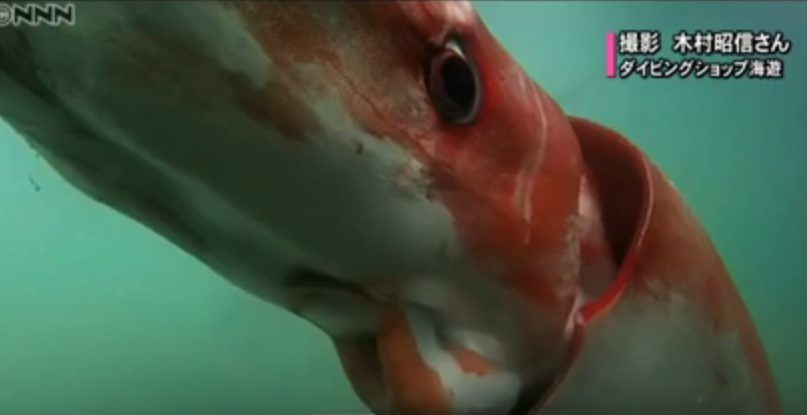 Japon : ce calamar géant devrait mesurer près de 10 mètres