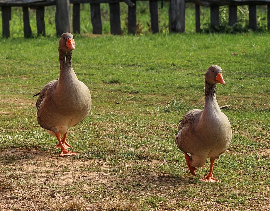 Grippe aviaire : l’Arabie Saoudite rejoint les autres pays pour l’embargo