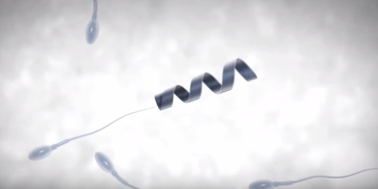 Spermbot : des spermatozoïdes équipés d’une hélice pour booster la fertilité