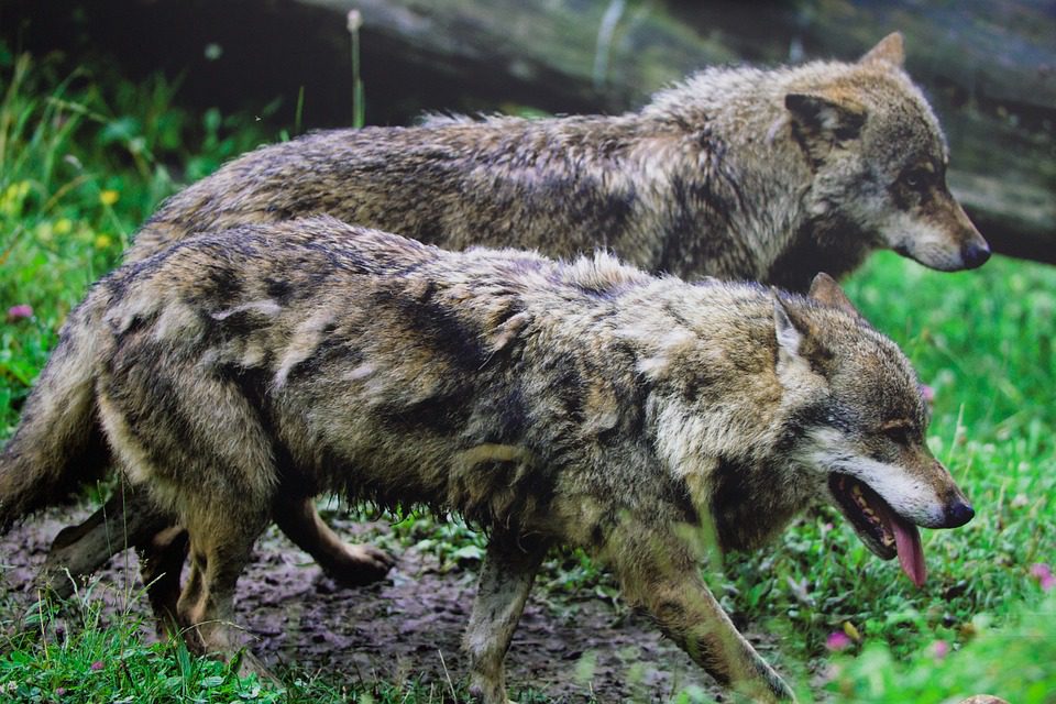 Une forte mobilisation contre la chasse au loup ce week-end