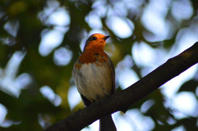 Oiseau-640x425 La France connait de nouveau une arrivée massive de pollens de graminées