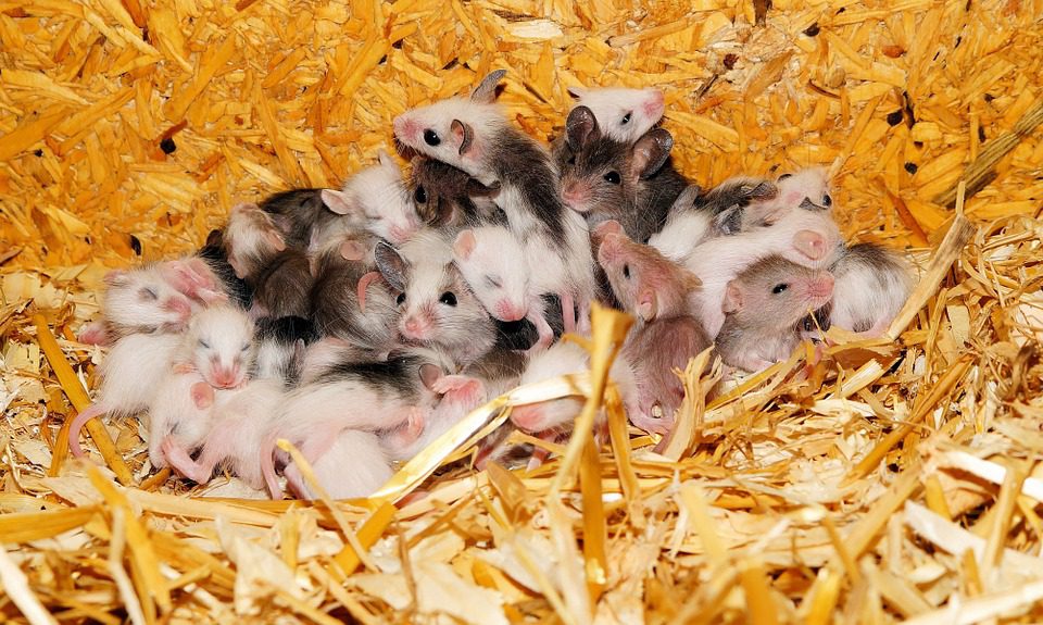 Myopathie de Duchenne : un espoir de guérison grâce aux souris