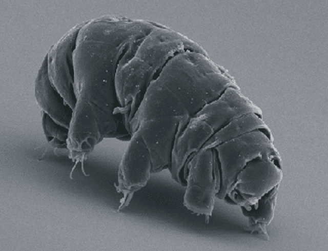 Tardigrade-640x490 Les troubles du sommeil représentent un facteur aggravant pour l'asthme