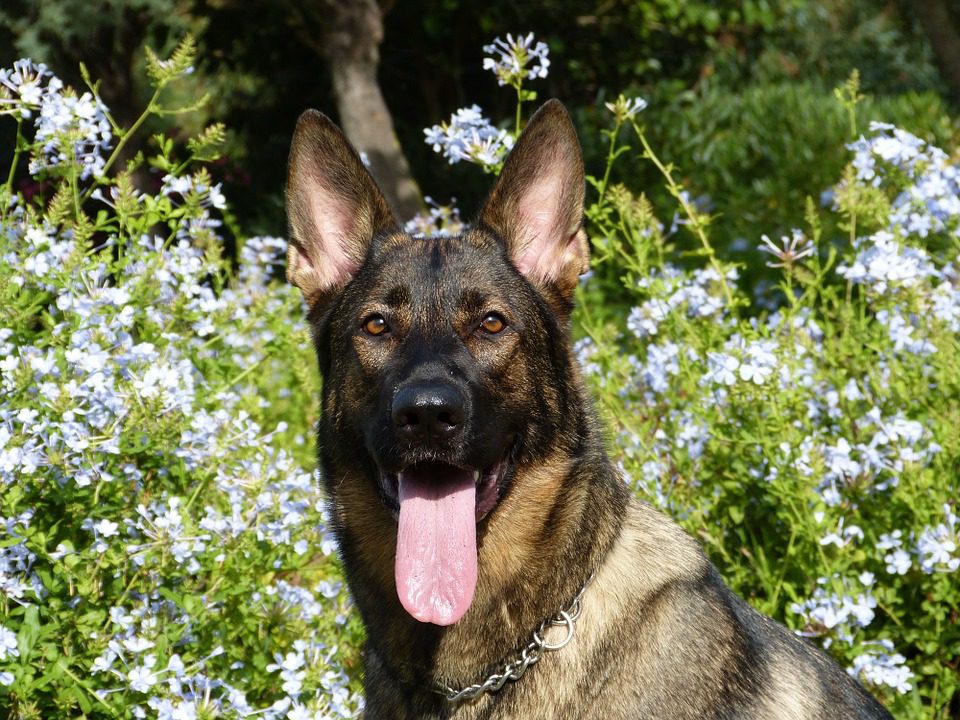 Les chiens policiers sont devenus presque indispensables lors des enquêtes