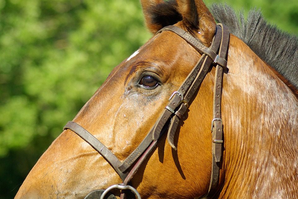 Les chevaux comprennent 17 émotions humaines
