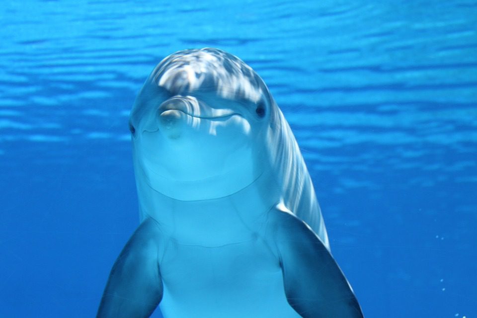 Un jeune dauphin est mort à cause de la bêtise humaine et de l’addiction aux selfies