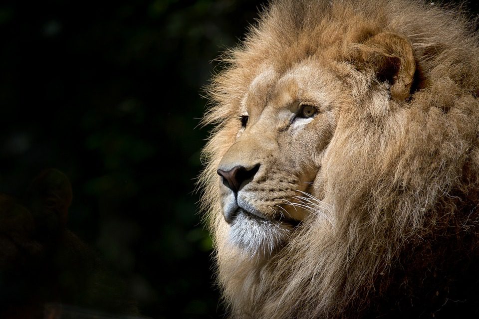 Des lions ont été découverts en Ethiopie, c’est un fait important pour leur espèce
