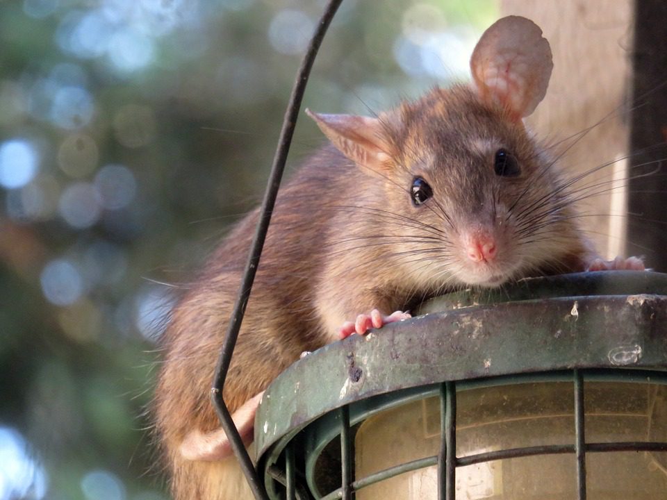 Une école maternelle de Toulouse investie par les rats