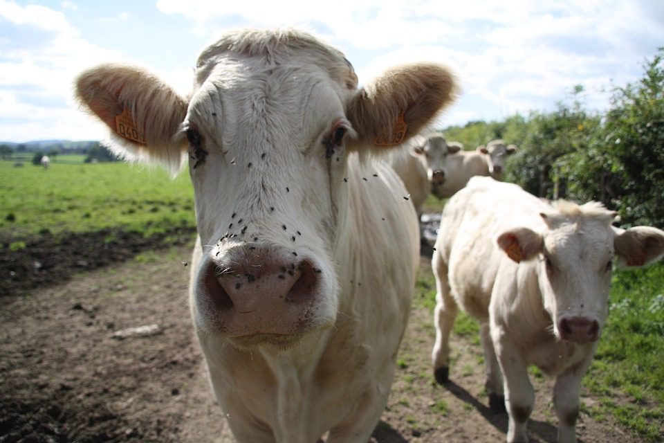 Le lait et la viande bio sont à privilégier de par leur richesse en oméga 3