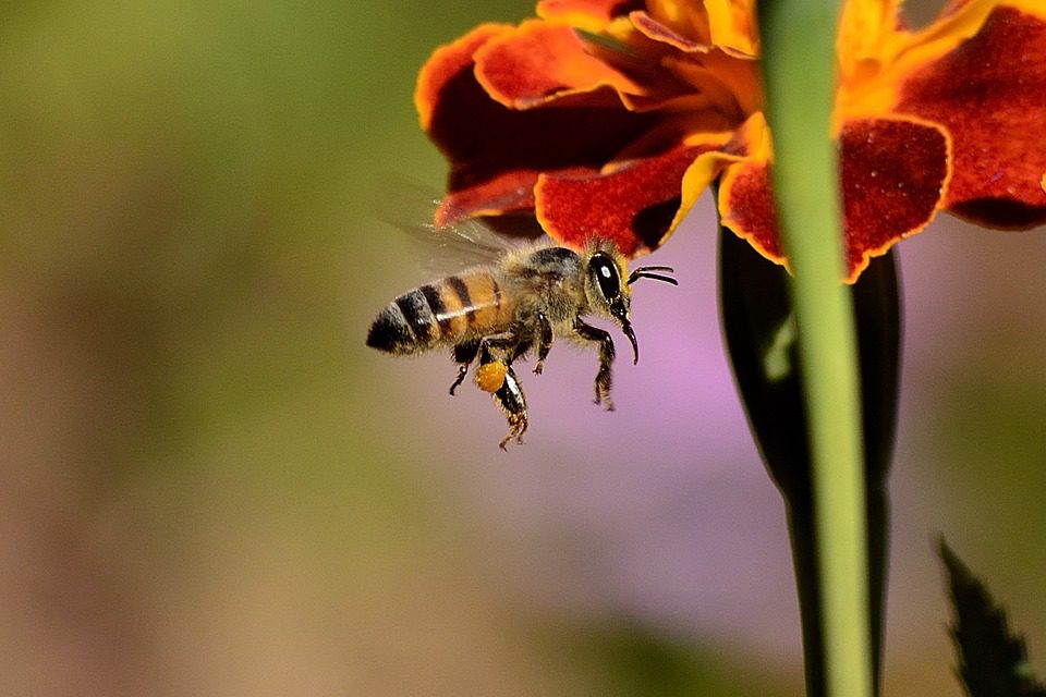 Des pesticides interdits, car ils nuisent aux abeilles