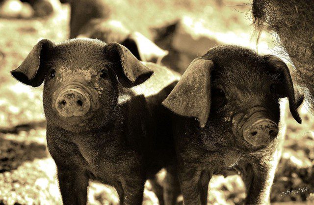 Des-cochons-640x417 Aurélien Martini, secrétaire général adjoint de l'Union syndicale des magistrats, annonce : "Une peine ferme de cinq ans, sans possibilité d'aménagement