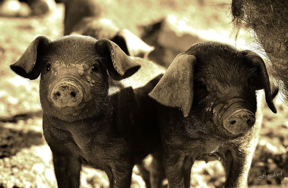 A Rennes, les éleveurs de porcs ont débarqué dans un centre commercial