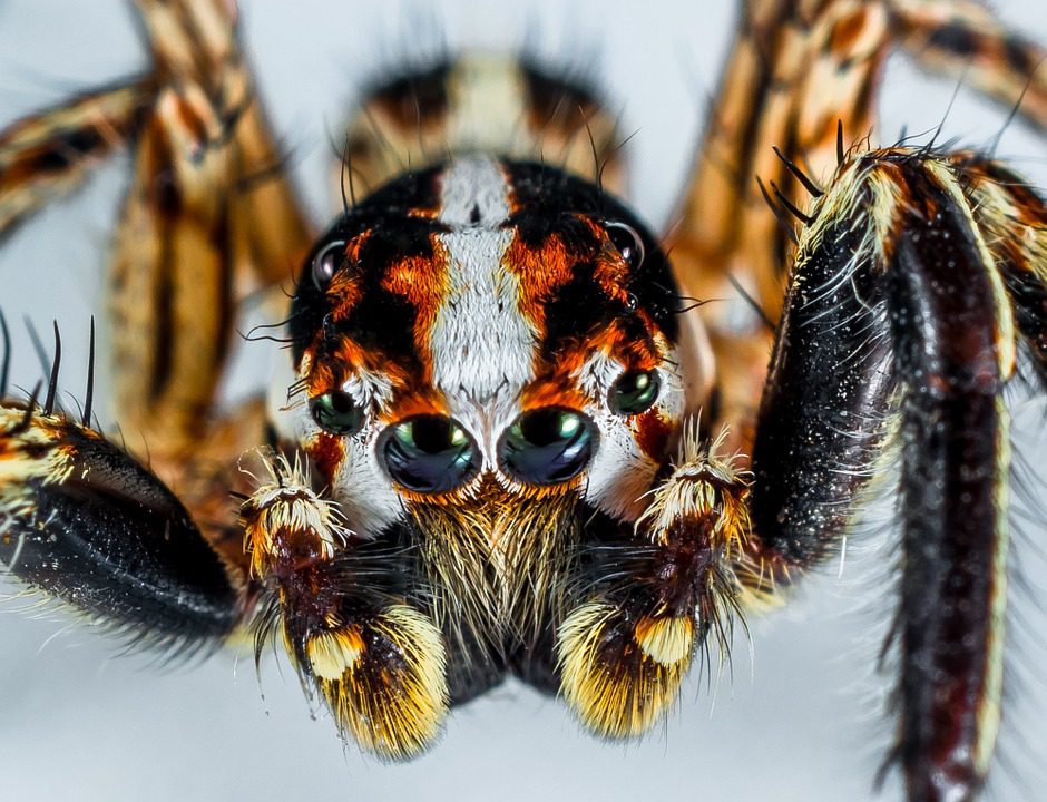Une nouvelle araignée qui fait peur en ingurgitant des crapauds