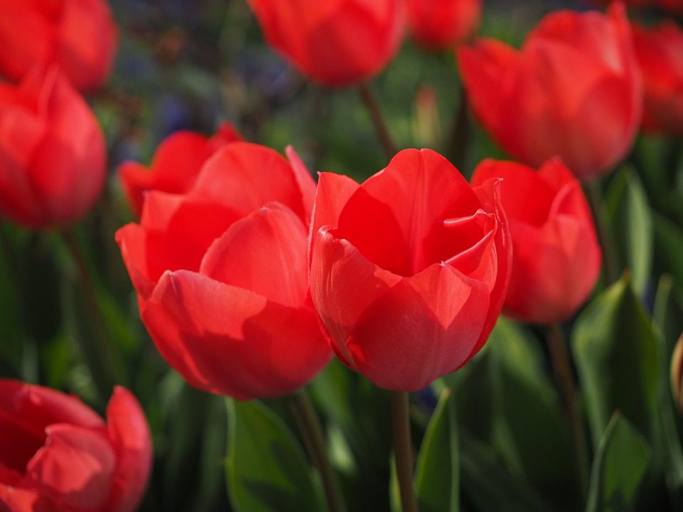 Des tulipes à acheter pour lutter contre le cancer !