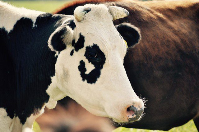 Vache-1-640x425 Baby shower : comment organiser et décorer sa maison selon le sexe du bébé ?