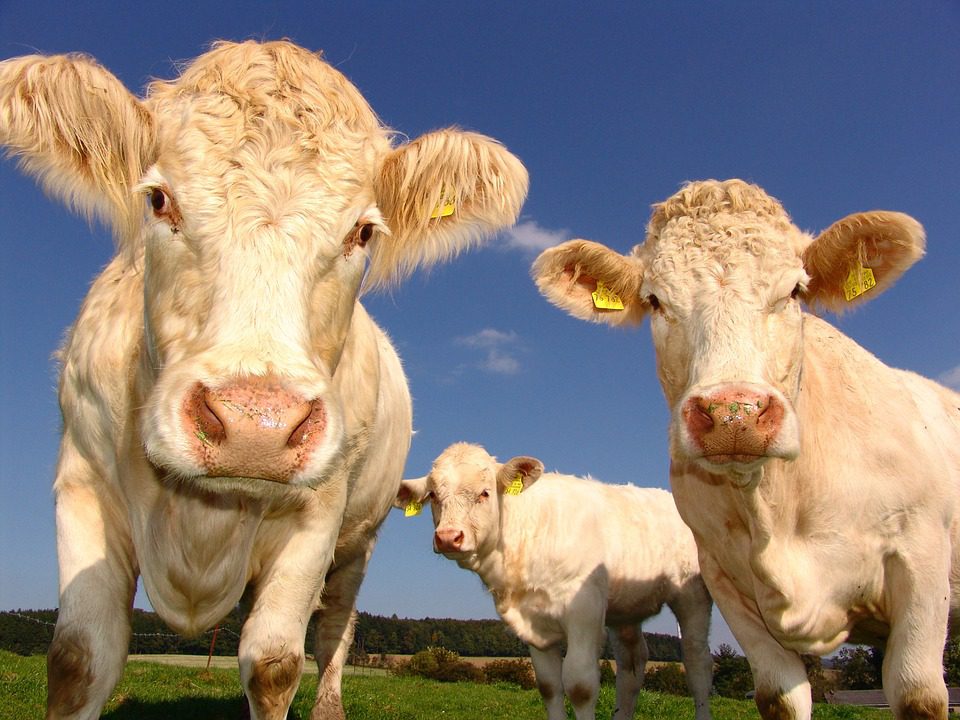 Maladie de la vache folle, un suspicion inquiétante de cas dans les Ardennes