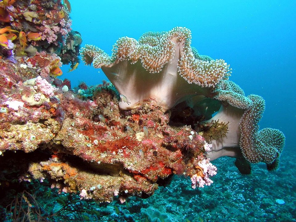 TARA met les voiles pour observer les coraux du Pacifique