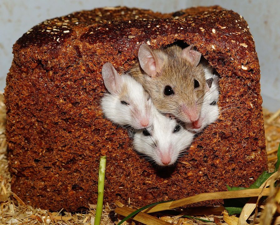 Soigner le bégaiement avec des souris modifiées génétiquement