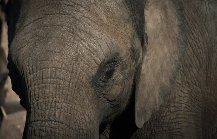 Eléphant : une nouvelle maltraitance animale à des fins touristiques