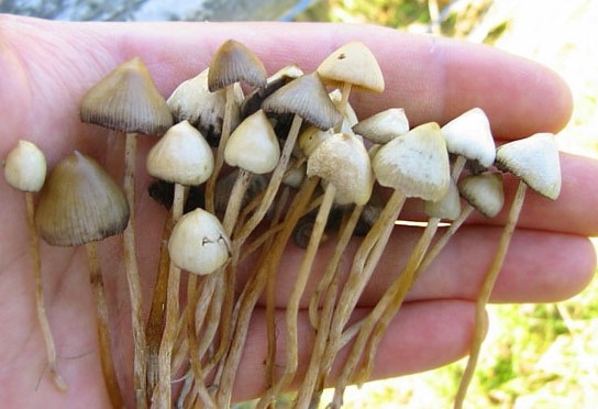 Cueillette des champignons : déjà 87 intoxications pour Octobre