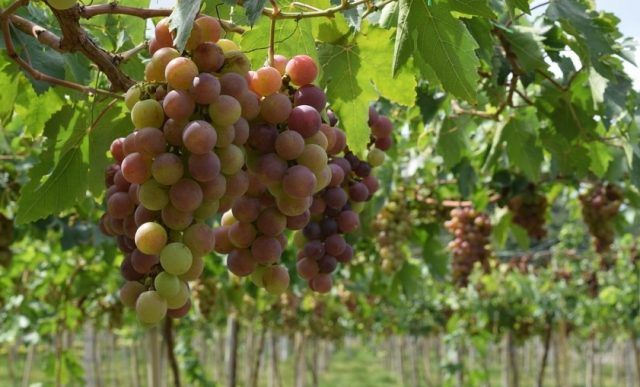 Des-polyphénols-dans-le-raisin-rouge-640x387 Militaires du plan Vigipirate : les CRS fatigués légèrement récompensés