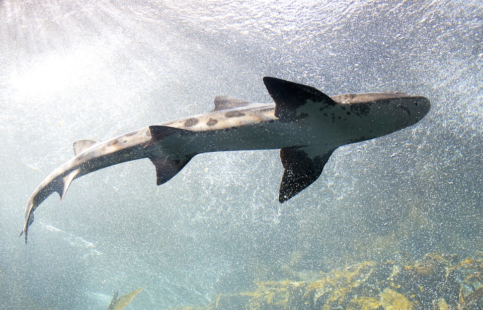 Australie : 70 requins-tigres filmés par un drone en train de dévorer une baleine morte !