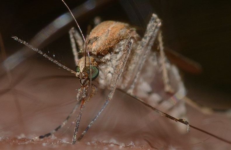 Nouvelle-Calédonie : une première victime recensée de l’épidémie de dengue à Nouméa