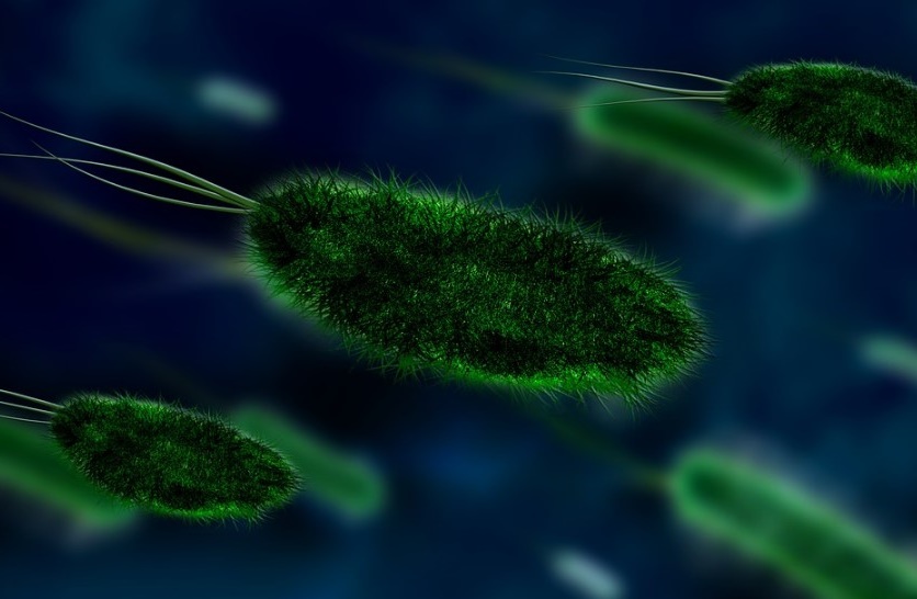 Super-bactérie : la découverte d’un laboratoire américain