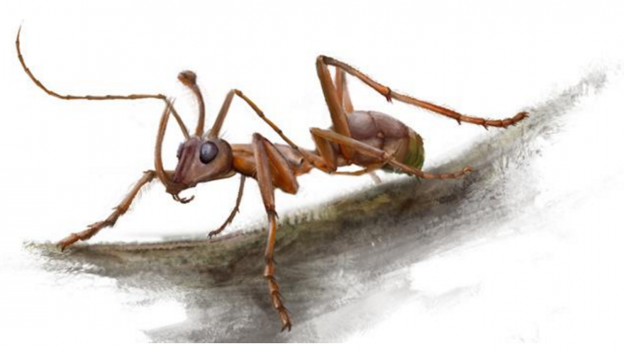 La découverte enchanteresse d’une fourmi-licorne vieille de 99 millions d’années !