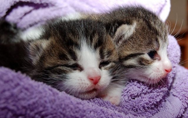 Des-chats-640x405 Pour lutter contre les caries, le fluor ne doit pas être systématique