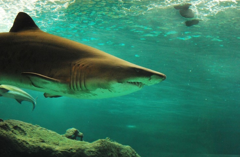 Incroyable au Groenland : des requins âgés de 400 ans existent !