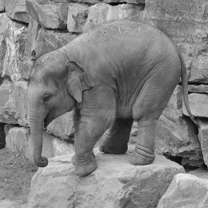 Zoo de Rabat : une fillette de 7 ans mortellement blessée par un éléphant