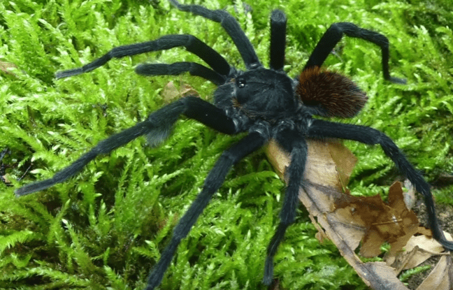 Colombie : une nouvelle espèce de mygale découverte et pourvue de poils urticants pour se défendre