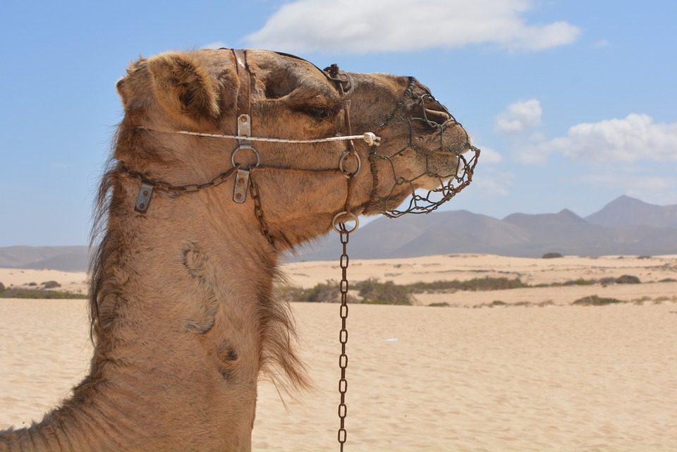 Rhume : le chameau est le porteur originel de l’une des souches virales dont l’homme a hérité