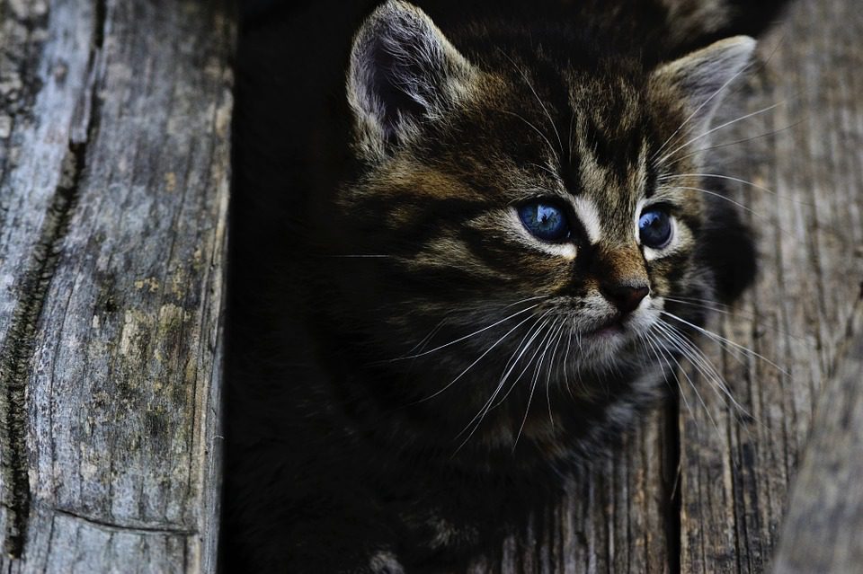 Nantes : la disparition d’un chaton peut-être porteur du virus rabique suscite des recherches soutenues