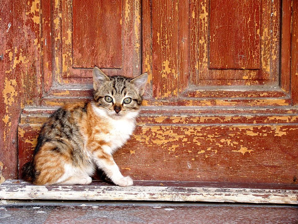 La maladie des griffes du chat : des symptômes nombreux à la dangerosité loin d’être tendre pour l’homme