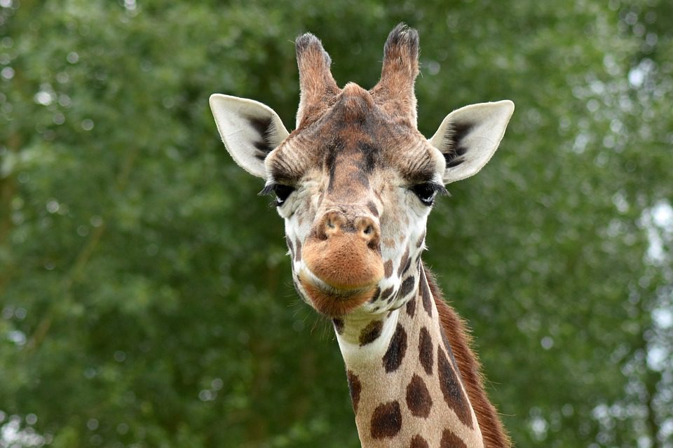 Afrique : l’investigation génétique dévoile quatre espèces de girafes et non plus une seule