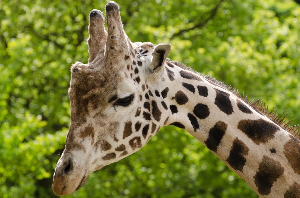 Une surprise de l’évolution dévoilée : il y a quatre espèces de girafes et non une seule