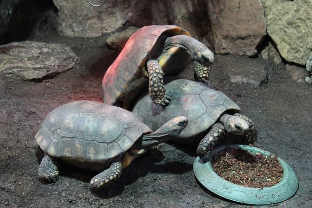 Tortue-Galapagos-640x427 Programme Apollo : des astronautes plus touchés que leurs homologues par les maladies cardiovasculaires