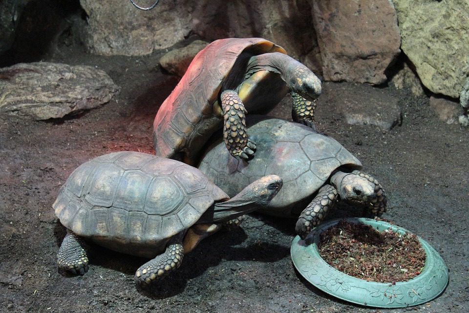Diego : la tortue mâle dont la fertilité et la sexualité sans bornes ont sauvé son espèce