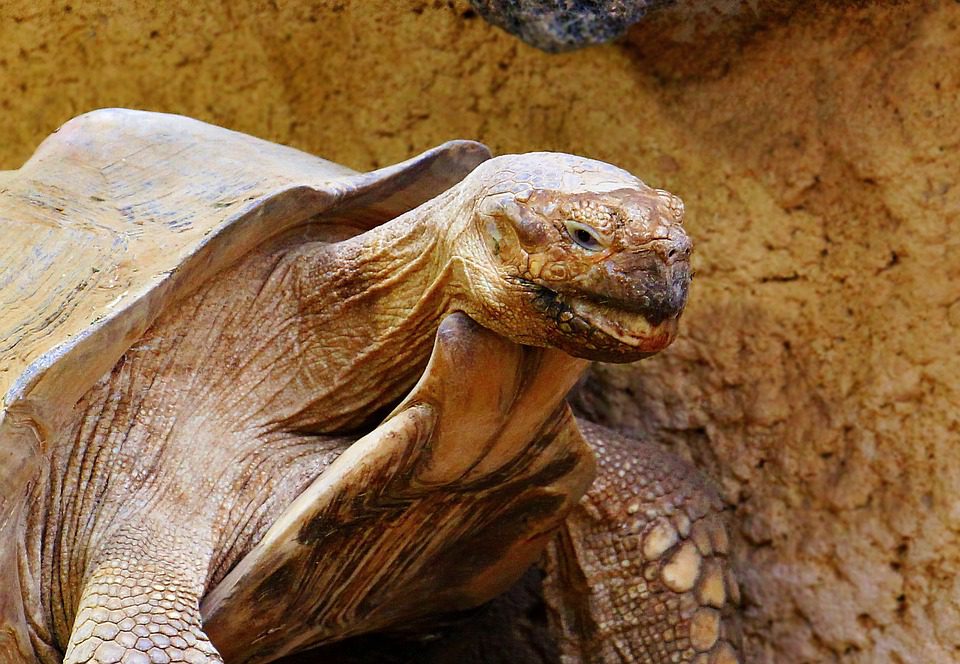 Diego : la tortue mâle géante qui a sauvé son espèce grâce à un penchant prononcé pour le sexe