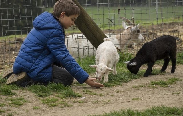 Un-zoo-640x406 Âgé de 5 ans, avec son vélo, il se démène pour sauver son père