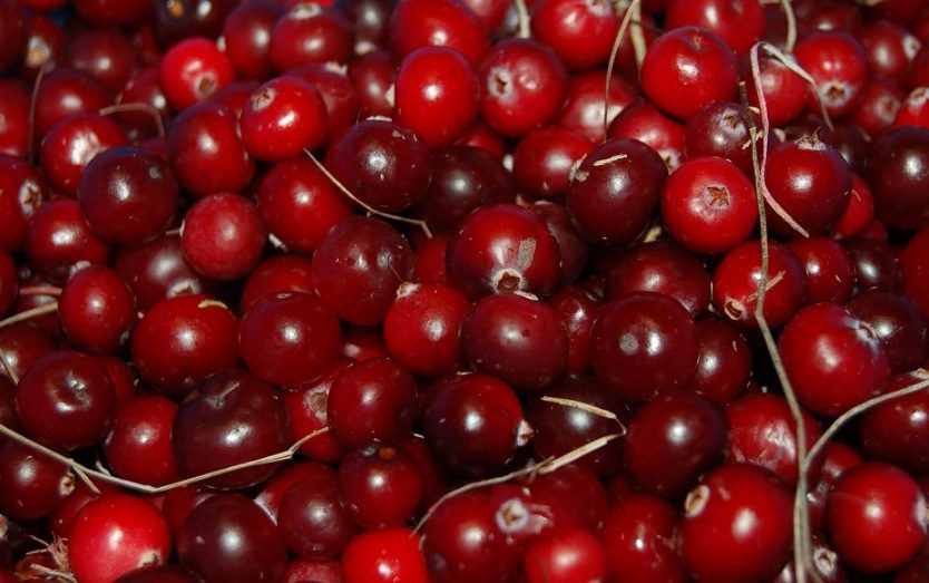 Cranberry en cas de cystite, si cela n’était qu’une simple légende !
