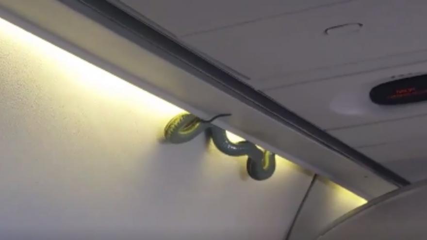 Mexique : l’insolite intrusion d’un serpent à bord d’un avion de ligne